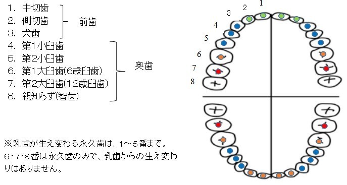 抜ける 順番 乳歯