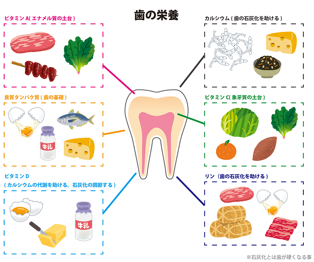 歯 が 生える の が 早い 栄養 不足